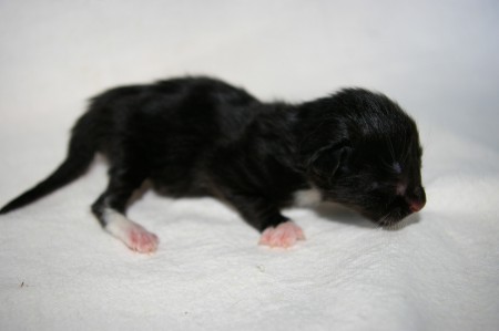 1 week oud